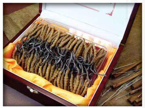 龙江冬虫夏草回收